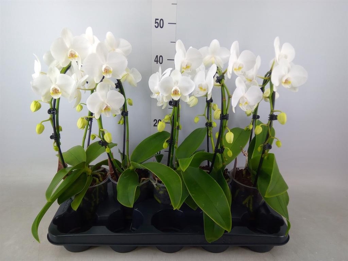 <h4>Phalaenopsis  'Ant Glasgow'</h4>