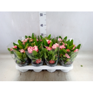 Euphorbia milii 'Charlotte'