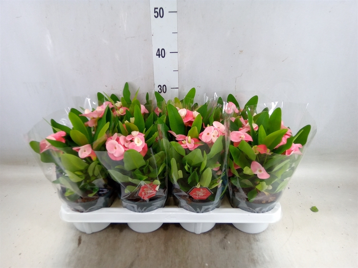 <h4>Euphorbia milii 'Charlotte'</h4>