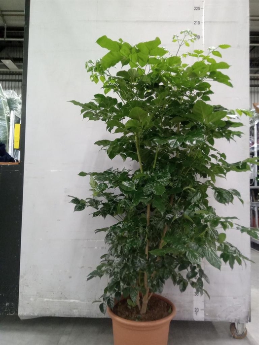 <h4>Radermachera sinica</h4>