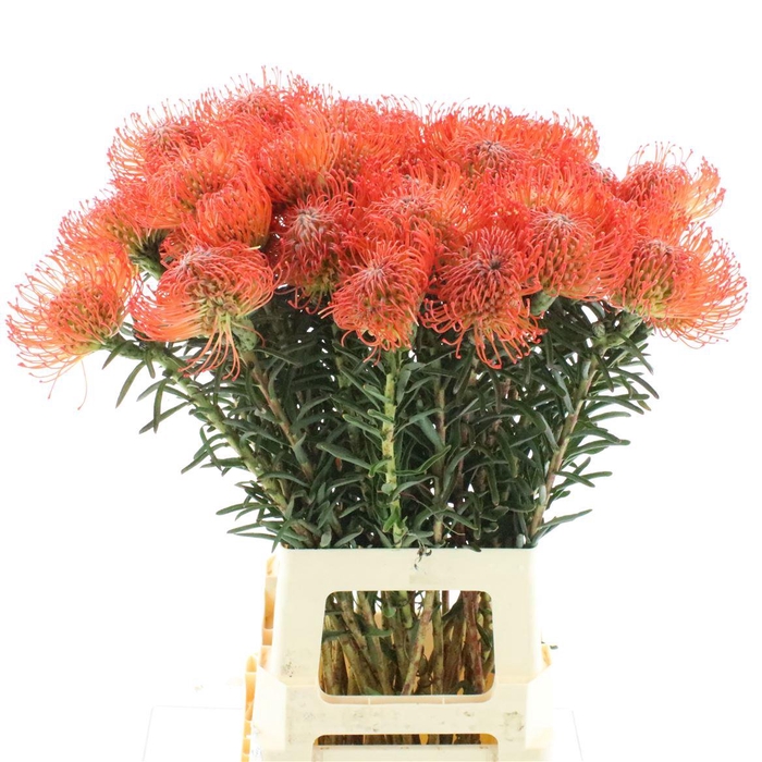 <h4>Leuco Succession</h4>