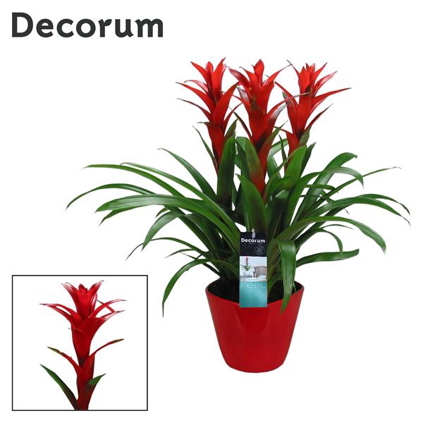 <h4>Guzmania Ostara Forma Red</h4>