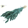 Setaria per bunch pearl turquoise