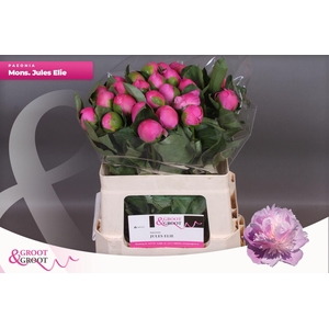 Paeonia Monsieur Jules Elie