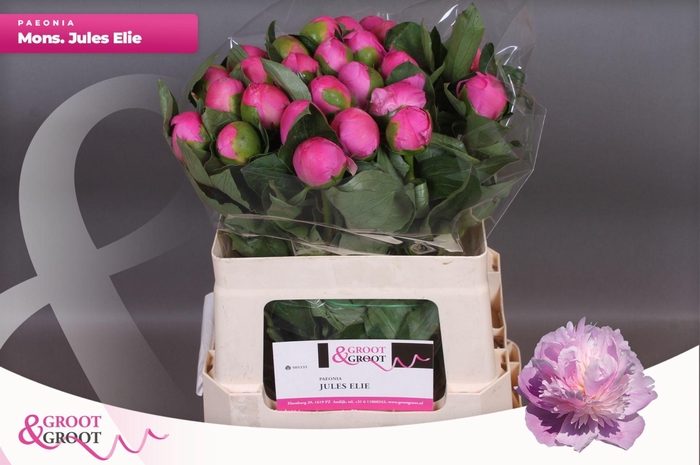 <h4>Paeonia Monsieur Jules Elie</h4>