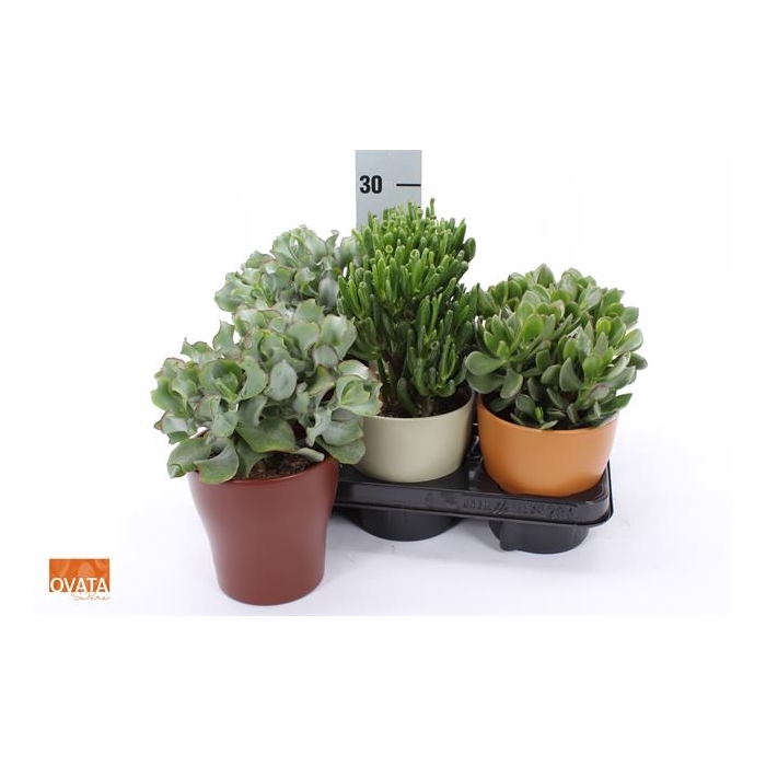 <h4>Crassula Mixed 13Ø 18cm</h4>