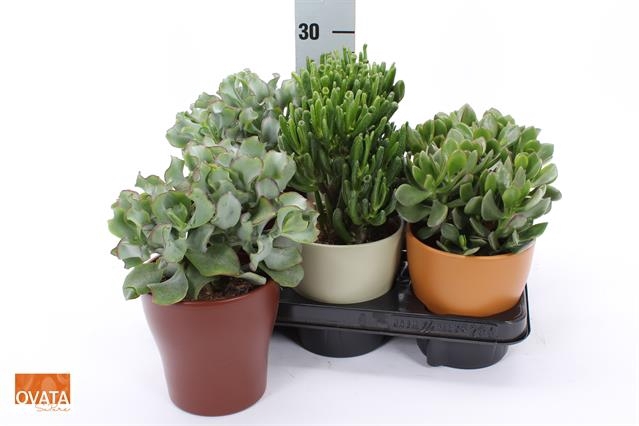 Crassula Mixed 13Ø 18cm