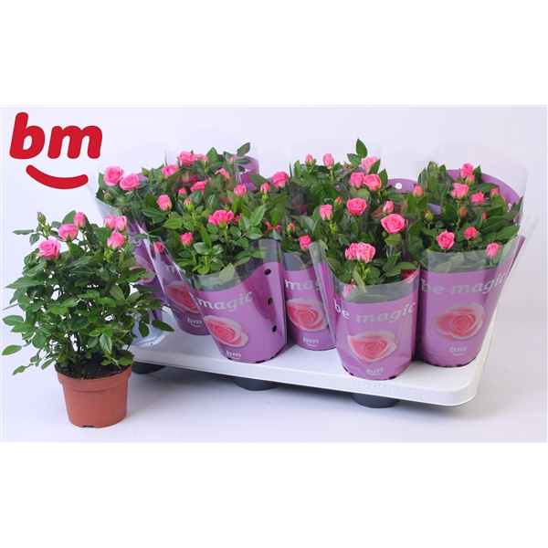 <h4>Rosa Sparkling Jewel Beau Monde Dark Pink(10,5 cm)</h4>