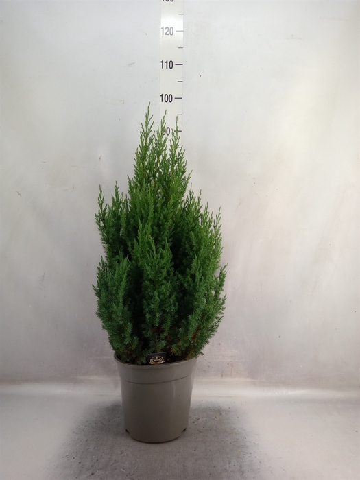 Juniperus chinensis 'Stricta'