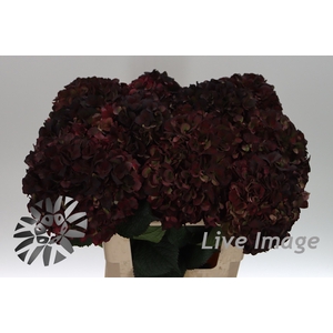 Hydrangea mag pink ruby classic