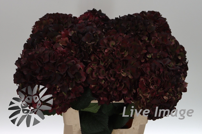 <h4>Hydrangea mag pink ruby classic</h4>