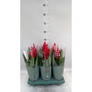 Vriesea  'Intenso Red'