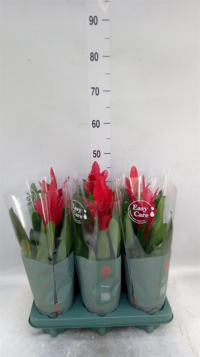 <h4>Vriesea  'Intenso Red'</h4>