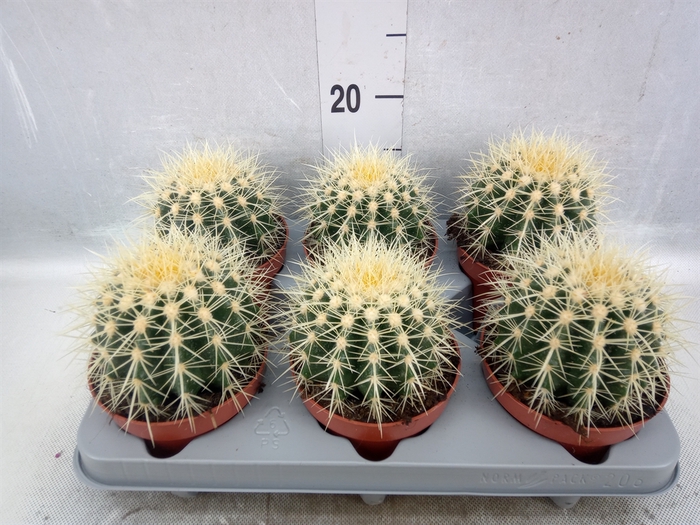 <h4>Echinocactus grusonii</h4>