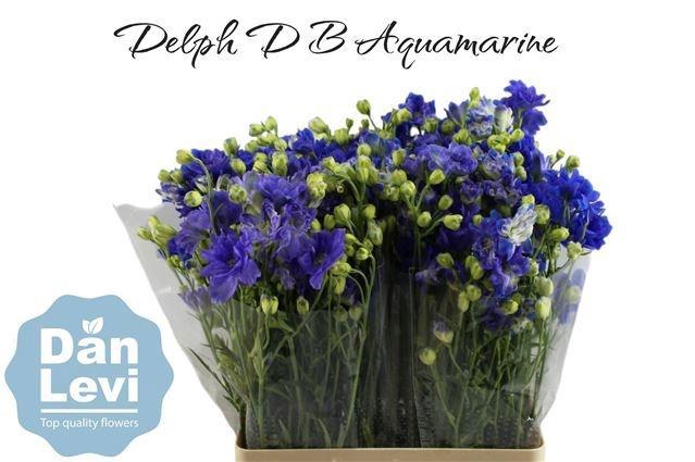 <h4>DELPH D BIJOU AQUAM</h4>
