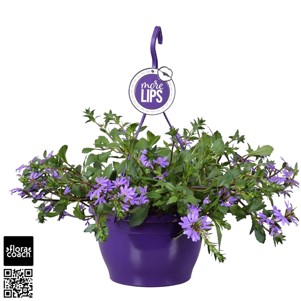 <h4>MoreLIPS® Scaevola aemula Blue Touch</h4>