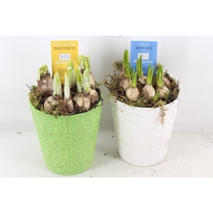 arr4 Bollenmix MB - Ker. pot groen/wit x6