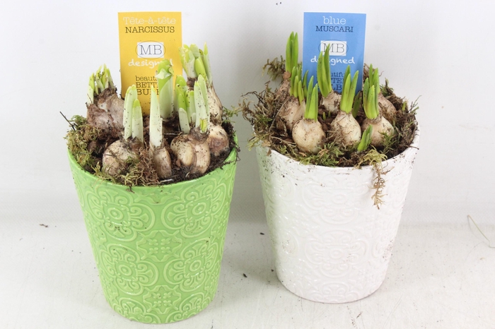 <h4>arr4 Bollenmix MB - Ker. pot groen/wit x6</h4>