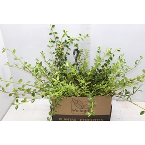 COLUMNEA PEIXINHO C25