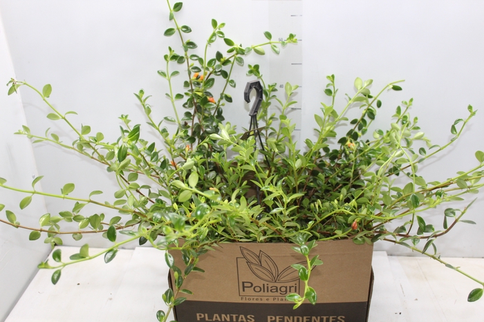<h4>COLUMNEA PEIXINHO C25</h4>