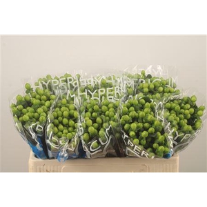 Hyp Coco Bamboo Green