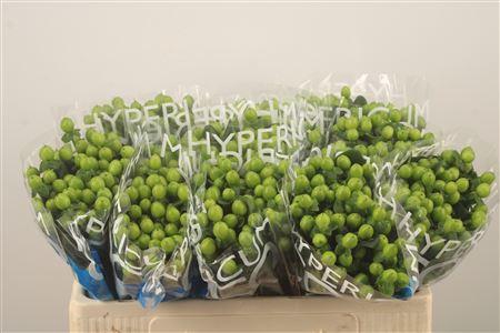 <h4>Hyp Coco Bamboo Green</h4>