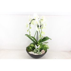 arr2 PL - Ebbischaal x1 paraplu wit