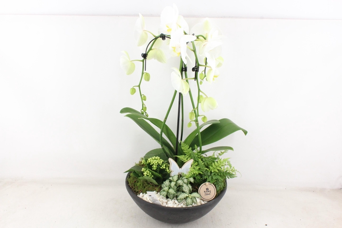 <h4>arr2 PL - Ebbischaal x1 paraplu wit</h4>