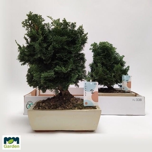 BONSAI OV