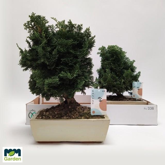 <h4>BONSAI OV</h4>