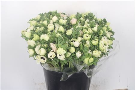 <h4>Anemone Fr. Panda White</h4>