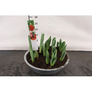 * Arr. Zink Schaal Tulp Red Princess 30 Cm.