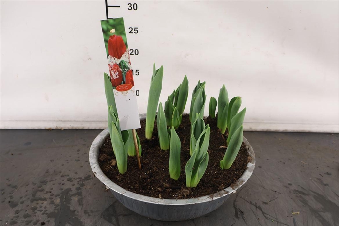 <h4>* Arr. Zink Schaal Tulp Red Princess 30 Cm.</h4>