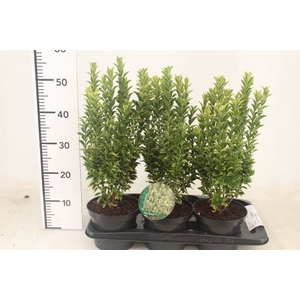 Euonymus japon.   ...