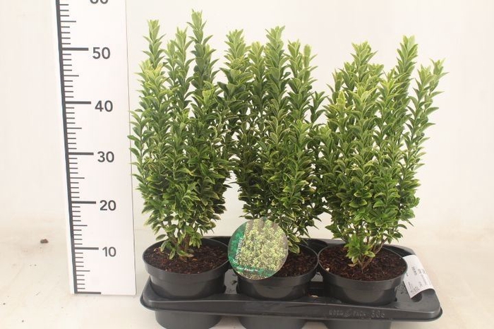 <h4>Euonymus japon.   ...</h4>