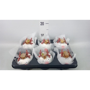 Hippeastrum   ...waxed