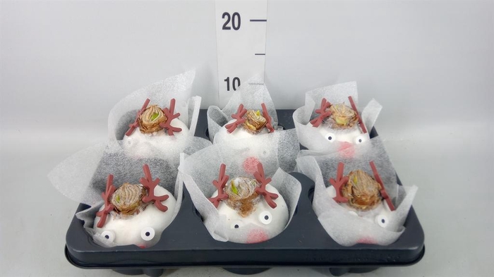 <h4>Hippeastrum   ...waxed</h4>