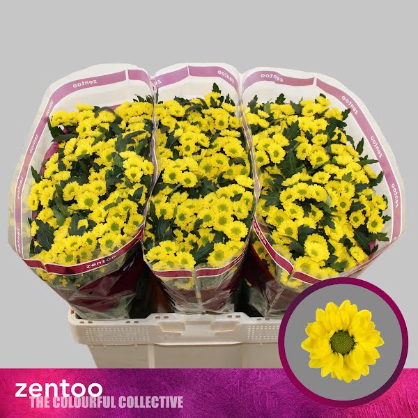 <h4>Chr San Smiley Zentoo</h4>