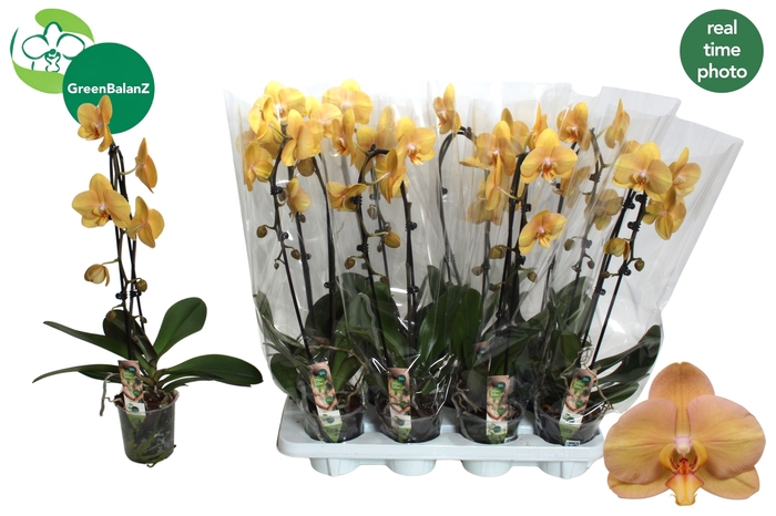 <h4>PHAL EL CASCADE</h4>