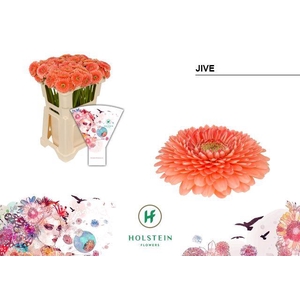 Germini Pomponi Jive Water