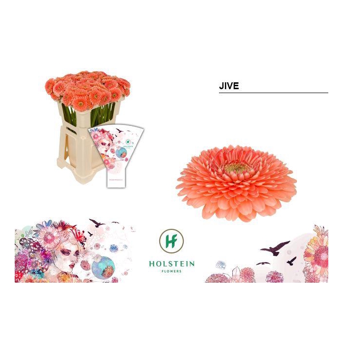 <h4>Ge Bv Gerponi Jive</h4>