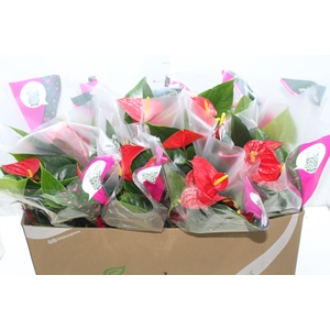 ANTHURIUM RED SUCCESS P15