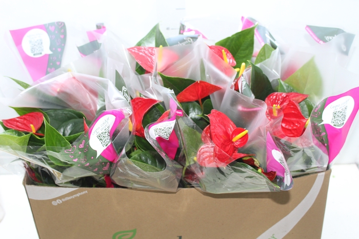 <h4>ANTHURIUM RED SUCCESS P15</h4>