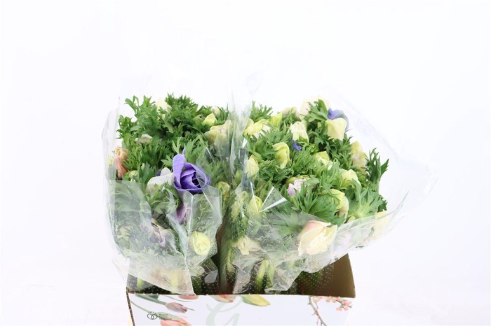 <h4>Anem Marianne Pastel</h4>