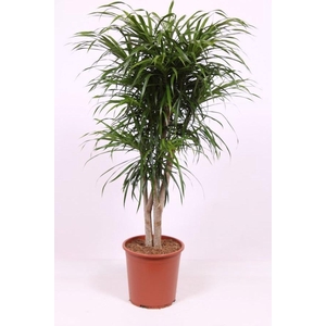 Dracaena Anita