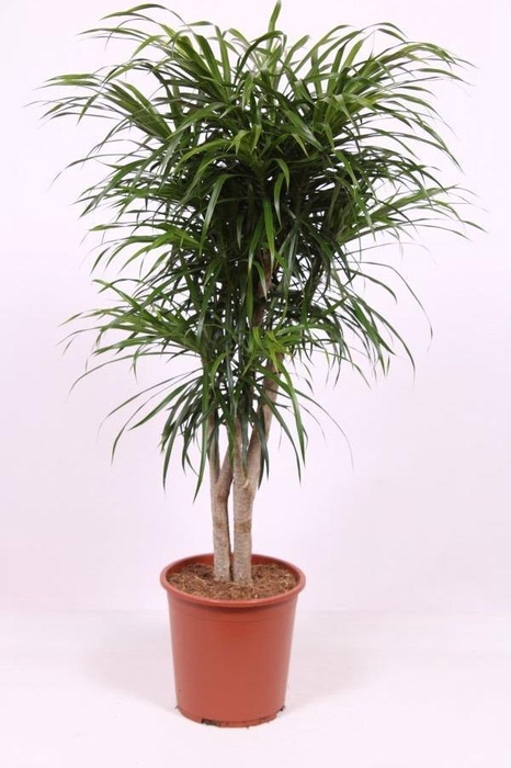 <h4>Dracaena Anita</h4>
