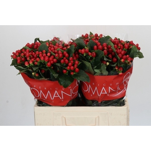 Hypericum True Romance