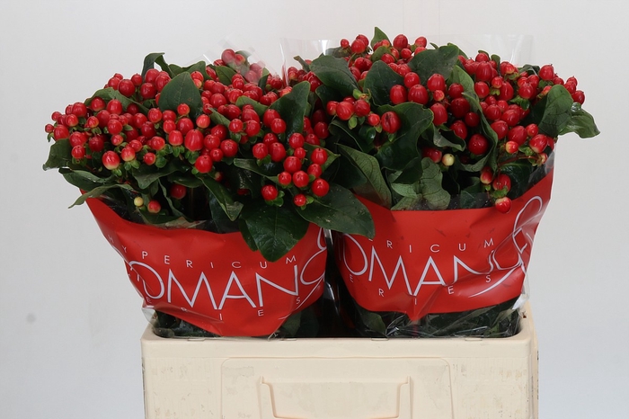 <h4>Hypericum True Romance</h4>