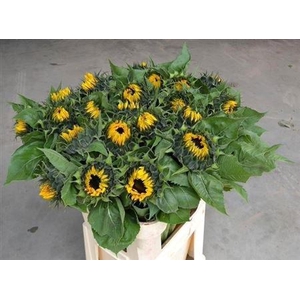 Helianthus An Sunrich Or