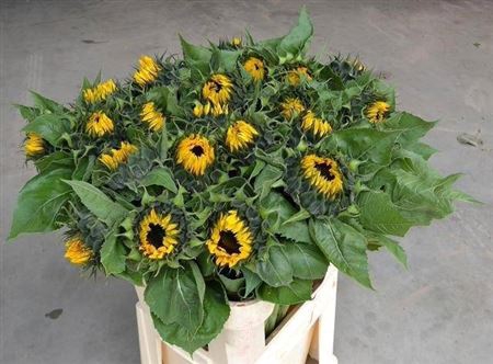 <h4>Helianthus An Sunrich Or</h4>